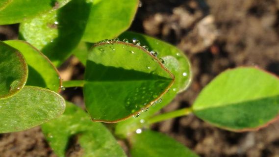 印度，印多尔，图案，阳光，自然，叶子，露水，绿色