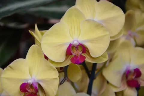 花卉,黄兰,礼品,赠品,花卉兰花,兰科,植物学,植物 花卉,黄兰,礼品,赠品,花卉兰花,兰科,植物学,植物