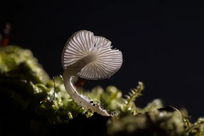 选择性，聚焦摄影，白色，蘑菇，迷你蘑菇，小蘑菇，海绵，蔬菜