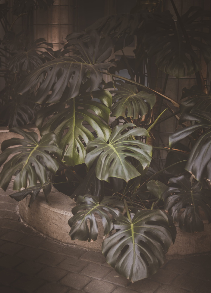 绿色的瑞士植物盆栽在棕色的花盆上