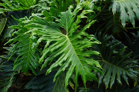 叶子, 大, 绿色, 巨大, 异国情调, 树喜林, philodendron bipinnatifidum, philodendron