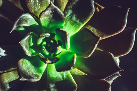 埃切维里亚植物特写照片 埃切维里亚植物特写照片
