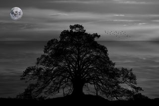 夜，黑暗，水，黑暗，夜，剪影，戏剧性，孤独