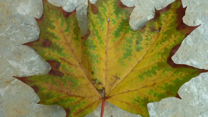 秋叶，梧桐叶，颜色，树，秋天，夏末，叶，植物部分