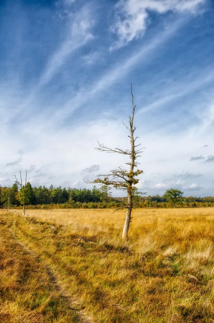 eng、bog、自然、景观、木材、秋天、天空、云天