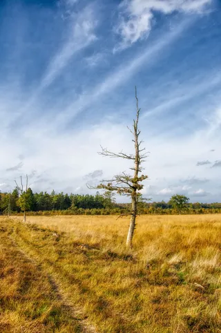eng、bog、自然、景观、木材、秋天、天空、云天