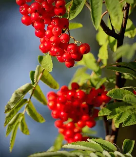 罗文,秋天,花冠,水果,红色,小枝,树,自然 罗文,秋天,花冠,水果,红色,小枝,树,自然