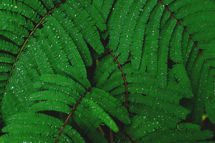 绿色、植物、叶子、宏、森林、树林、水、水滴