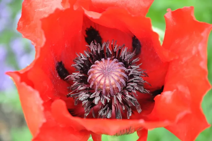 红色，罂粟花，微距摄影，八卦月，开花，开花，花，特写