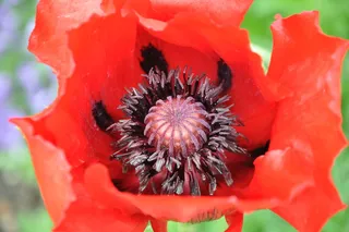 红色，罂粟花，微距摄影，八卦月，开花，开花，花，特写