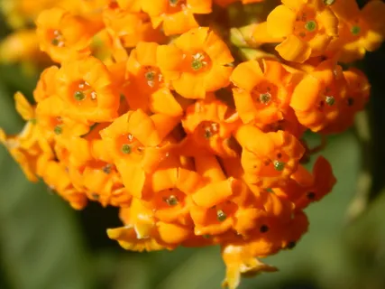 花橘子, 野生, 不寻常, 春天, 宏, 花瓣, 脆弱, 新鲜 花橘子, 野生, 不寻常, 春天, 宏, 花瓣, 脆弱, 新鲜