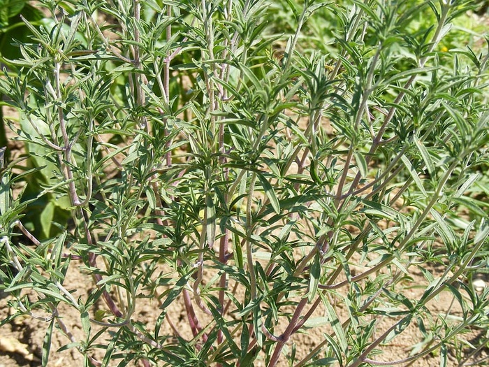 香料，药草，香料，百里香，百里酚，植物，生长，植物