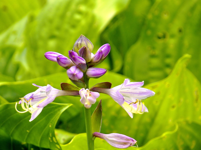 玉簪、花卉、多年生植物、双色、园林、绿色、荫蔽植物、紫色花朵