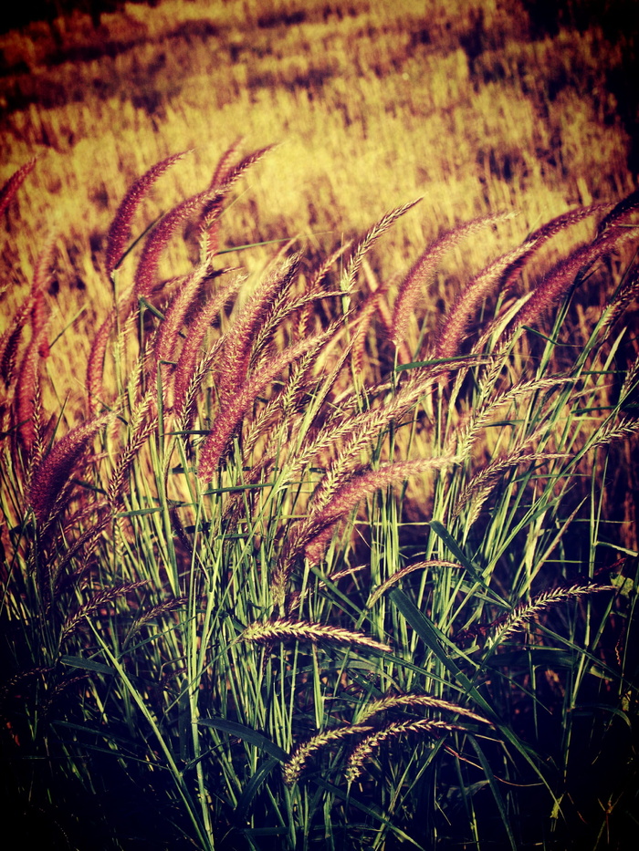 田地、过滤器、植物群、花、树叶、花园、图像、景观