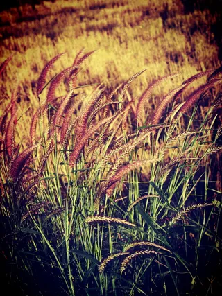 田地、过滤器、植物群、花、树叶、花园、图像、景观