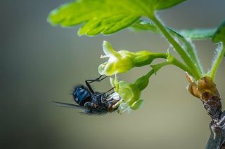苍蝇，开花，开花，蓝水獭，蓝苍蝇，醋栗花，昆虫，接近
