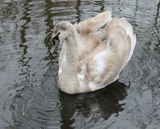 天鹅幼仔，天鹅幼仔，国鸟，游泳鸟，丹麦，水，昂贵