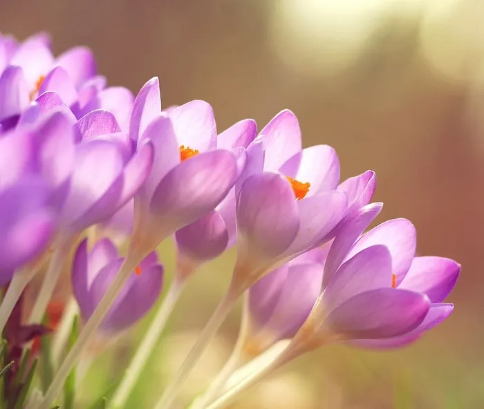 美丽，开花，开花，开花，明亮，特写，颜色，番红花