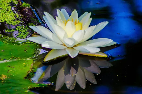 特写,照片,莲花,水,花,自然,花园,植物 特写,照片,莲花,水,花,自然,花园,植物