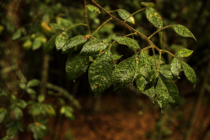 南非、比勒陀利亚、rademeyers、探索、旅行、摄影、黑暗、自然