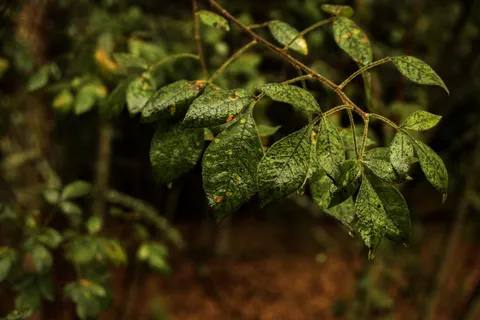 南非、比勒陀利亚、rademeyers、探索、旅行、摄影、黑暗、自然