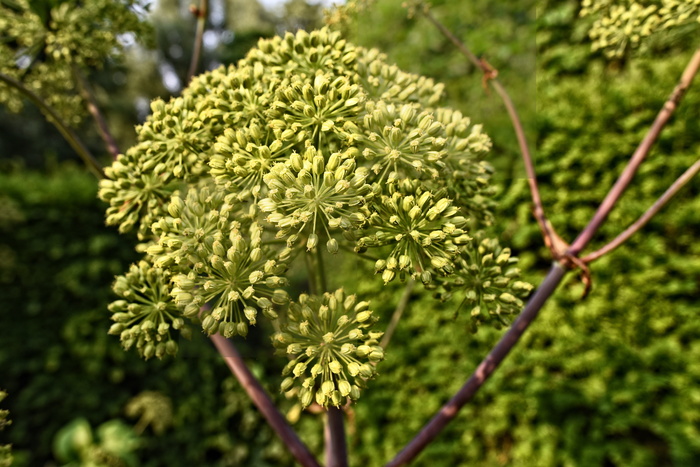 花园当归, 野生芹菜, 花, 植物, 双年展, 蔬菜, 药用, 萨满医学