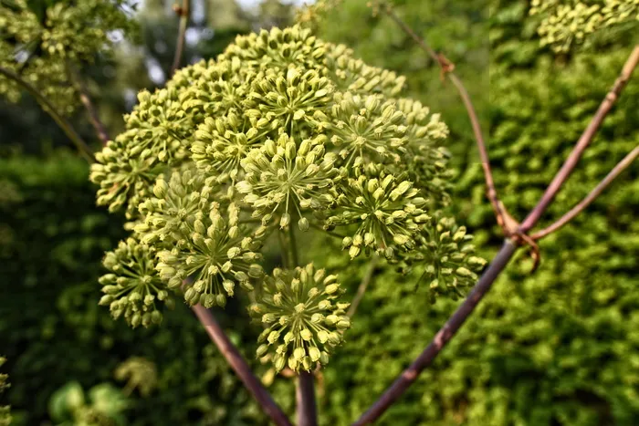 花园当归, 野生芹菜, 花, 植物, 双年展, 蔬菜, 药用, 萨满医学