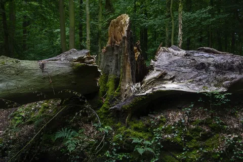 山毛榉，风暴破坏，森林，毁灭，前进，自然力，破坏，风暴