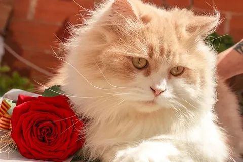 红玫瑰旁的白色和米色波斯猫 红玫瑰旁的白色和米色波斯猫