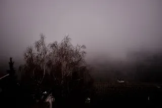 德国，特里伯格，雾，雾，黑森林，树，植物，天空