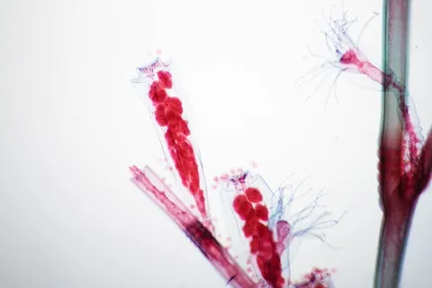 水螅叶的显微镜观察