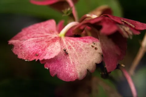 昆虫，蚂蚁，自然，特写，蚂蚁种群，花园，叶子，粉红色