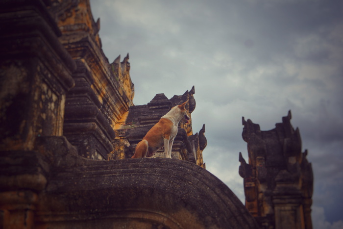 成人、棕褐色、白色、basenji、建筑摄影、寺庙、狗、动物