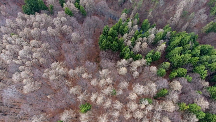 鸟瞰，森林，山，谁是，森林，山，上面，山顶，壮丽的景色