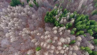 鸟瞰，森林，山，谁是，森林，山，上面，山顶，壮丽的景色