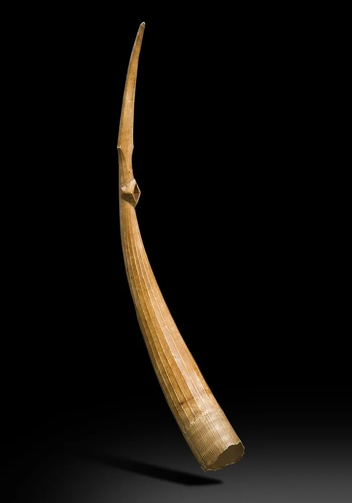 象牙色、非洲、防务、摄影棚拍摄、室内、单一物体、黑色背景、无人