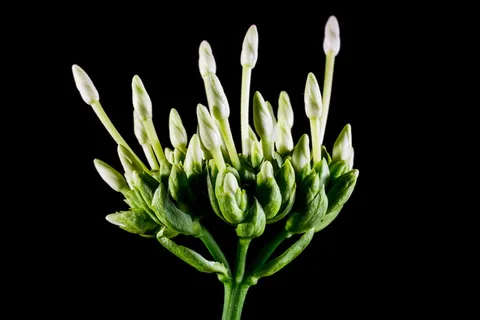 bloom,bloom,flower,绿白,近景,摄影棚拍摄,黑色背景,清新 bloom,bloom,flower,绿白,近景,摄影棚拍摄,黑色背景,清新