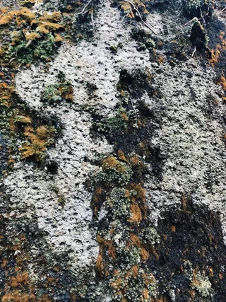 岩石，植物，地面，苔藓，纹理，沥青，柏油路，火