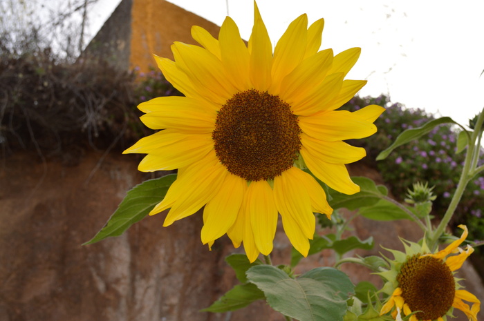 植物，田地，花，花瓣，植物学，黄色，植物，向日葵