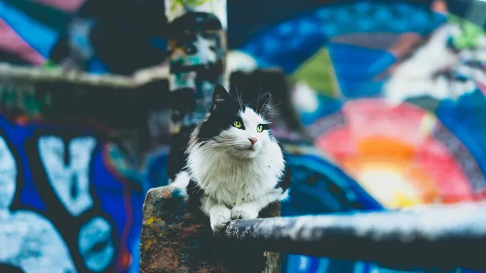 短涂层，白色，黑色，猫形，直立，金属管，墙壁，艺术