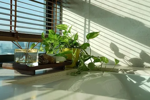金钱植物,快乐的早晨,阳光,明亮,阳光,浴室,窗户,植物 金钱植物,快乐的早晨,阳光,明亮,阳光,浴室,窗户,植物