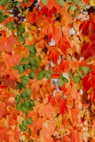 公园里五颜六色的藤蔓和树叶