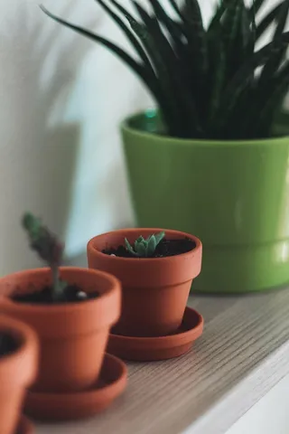 肉质，植物，棕色，植物盆栽，花盆，植物，自然，花园