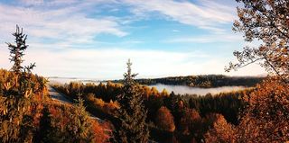 绿色森林摄影，绿色森林，摄影，自然，树木，景观，秋天，风景