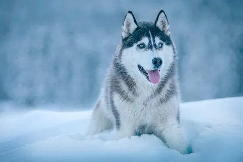 狗,动物,哈士奇,雪,冬天,寒冷,天气,白色 狗,动物,哈士奇,雪,冬天,寒冷,天气,白色