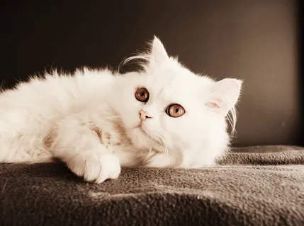 猫,可爱,小猫,宠物,哺乳动物,动物,家养,绒毛 猫,可爱,小猫,宠物,哺乳动物,动物,家养,绒毛