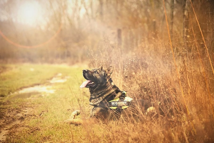 一只成年德国牧羊犬的倾斜移动照片