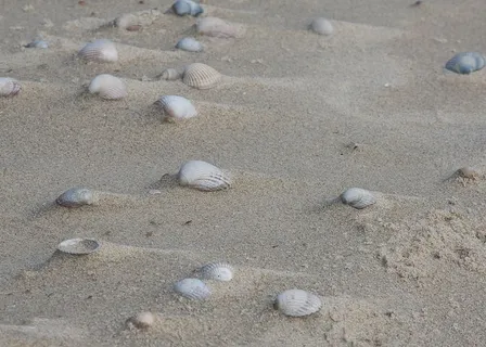 贻贝,沙子,风帆,自然,海滩,动物,石头,珠子 贻贝,沙子,风帆,自然,海滩,动物,石头,珠子