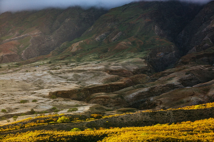 花，草原，景观，山，自然，山谷，黄色，花