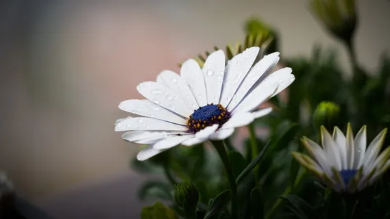花,自然,花,白色,雏菊,茎,茎,叶 花,自然,花,白色,雏菊,茎,茎,叶
